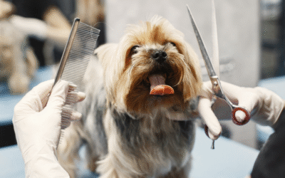 5 consejos para que tu peludo disfrute su visita a la peluquería en quinta normal