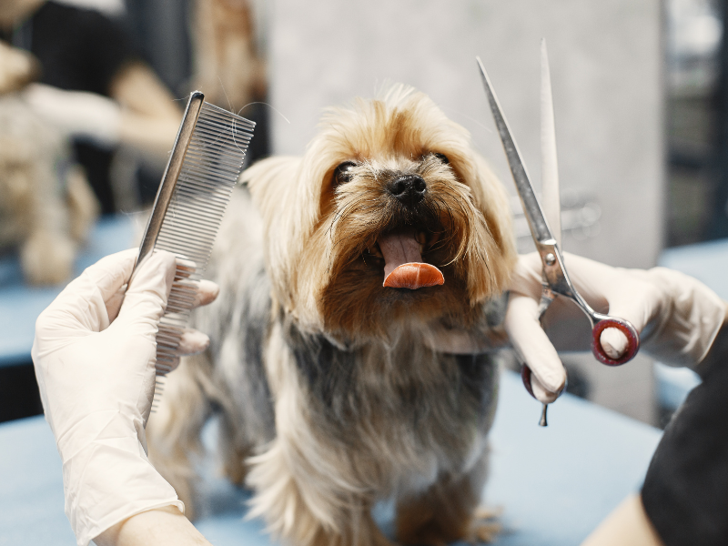 5 consejos para que tu peludo disfrute su visita a la peluquería en quinta normal