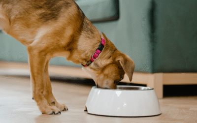 Cómo elegir el mejor alimento para tu mascota