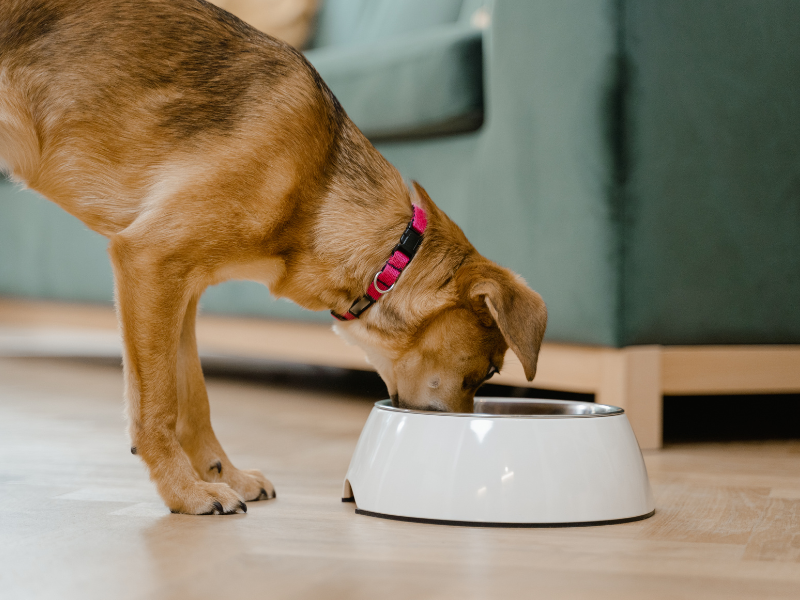 Cómo elegir el mejor alimento para tu mascota