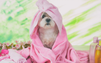 ¿Mi perro necesita spa? Sí, y te cuento por qué