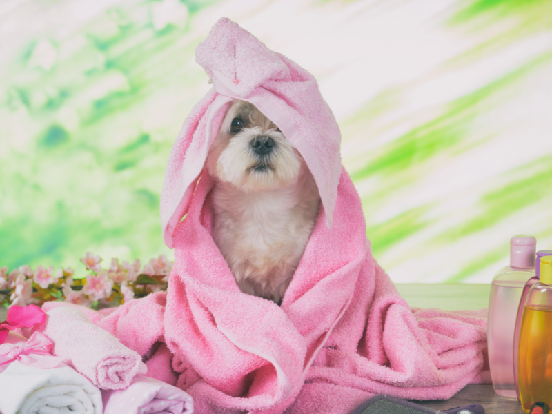 ¿Mi perro necesita spa? Sí, y te cuento por qué