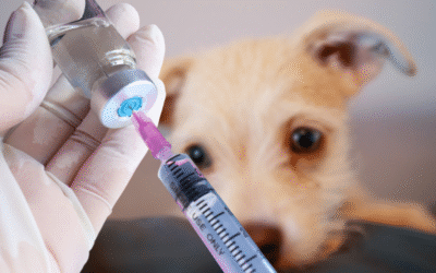 Desparasitación, vacunas y más: ¡la salud también se cuida en el petshop!