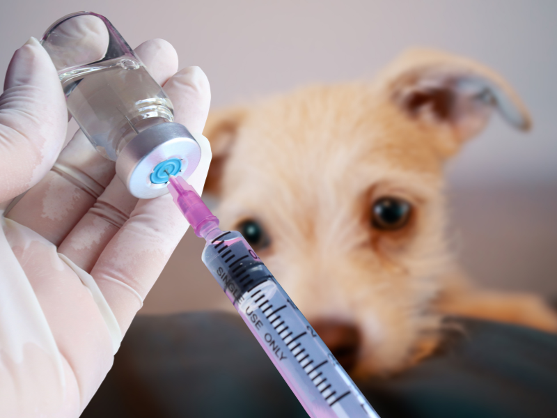 Desparasitación, vacunas y más: ¡la salud también se cuida en el petshop!